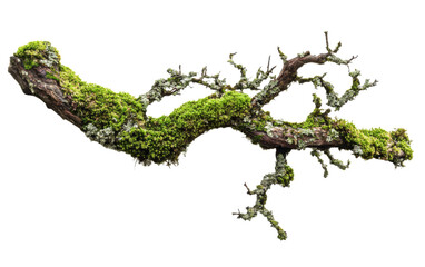 Mossy branch with green moss growing on it