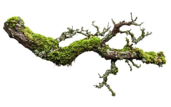 Mossy branch with green moss growing on it