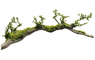 Long branch with moss growing on it