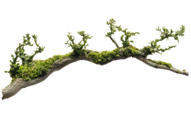 Long branch with moss growing on it