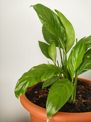 Peace lily plant growing in terracotta pot on beige background copy space