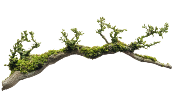 Long branch with moss growing on it