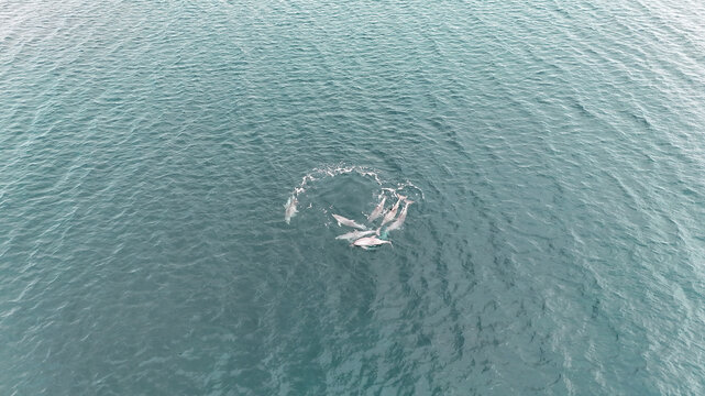 Aerial of pod of dolphins circling at the waters surface