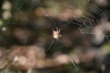 Orbweaver Spider Spinning a Complex Web