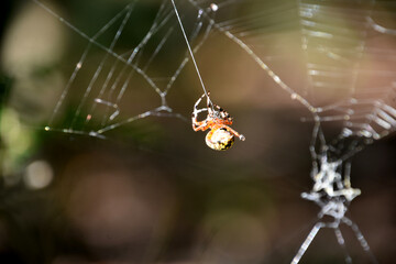 Orb Weaver Spider Weaving a Large Spider Web