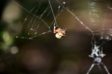 Orb Weaver Spider in a Large Web
