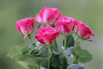 pink roses in garden