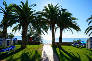 palm trees on the beach