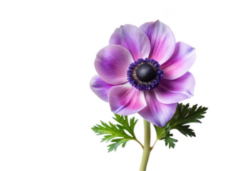 Anemone png sea anemone png underwater animal png marine creature png colorful anemone png transparent background image