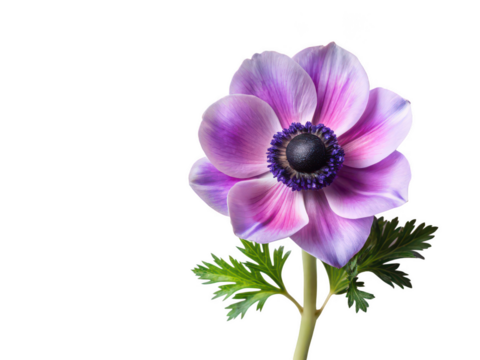 Anemone png sea anemone png underwater animal png marine creature png colorful anemone png transparent background image