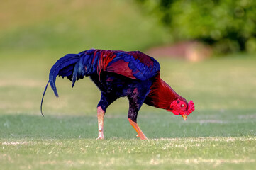 a fertile adult male chicken, several breeds of roosters are known for their fighting ability and...