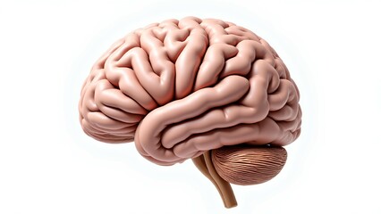 A realistic 3D model of the human brain. This anatomically detailed illustration is isolated on a white background, perfect for medical, science, psychology, or educational concepts