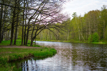 Serene Lake Scene in a Lush Forest