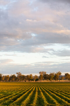 Rows of a peanut crop