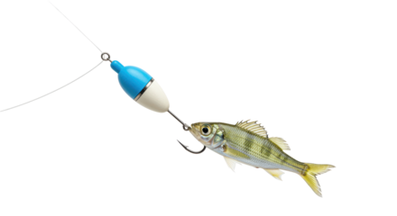 Isolated Fish Hooked on a Fishing Line
