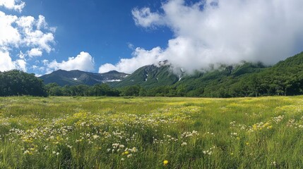 Fototapeta premium Kamikochi alpine meadow in summer with blooming wildflowers and soft clouds over the mountain ridge, no people