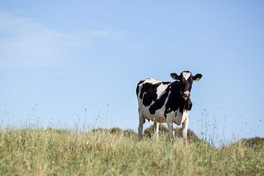 A Dairy Heifer in a grassy paddock
