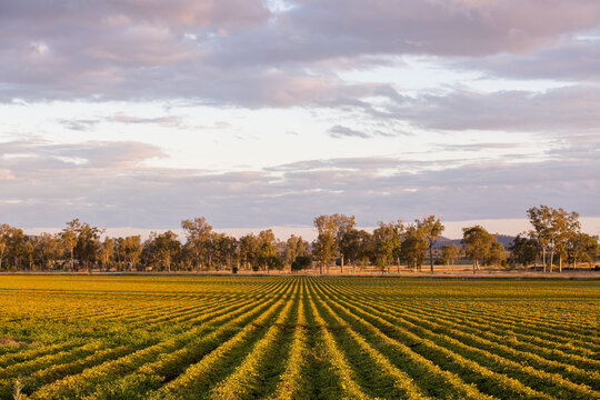 A peanut crop in the late afternoon light