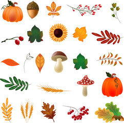 autumn clipart collection foliage and nature icons