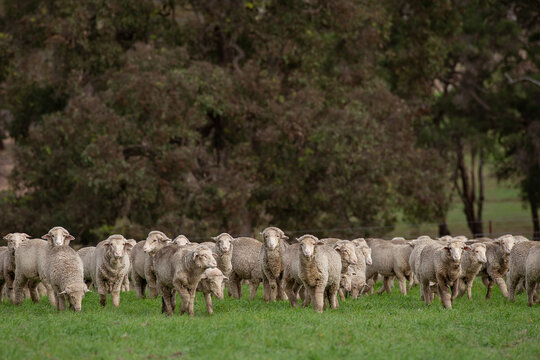 Merino weaners in a grazing crop