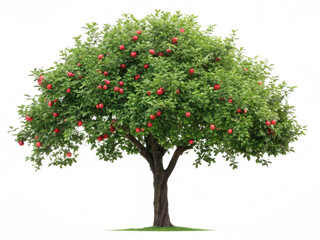 Obraz premium apple tree png fruit tree png apple orchard png blooming apple tree png garden fruit tree png transparent background image