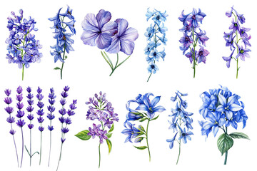 Set of beautiful watercolor flowers on isolated background. Blue delphinium flowers, purple lavender, lilac. Summer floral clipart