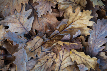 Fallen leaf on ground close up, oak leaves in forest