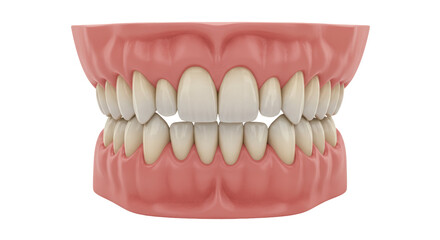 Isolated Set of Human Teeth