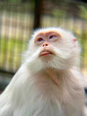 albino white monkey with cute face