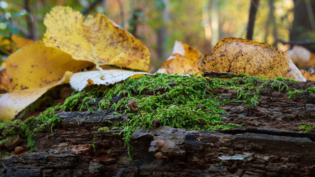 Rotting log covered with moss and dry leaves close up with small mushrooms on it, autumn in forest - Powered by Adobe