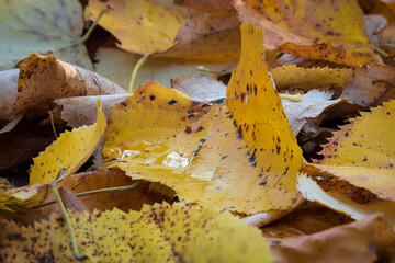 Wet yellow leaf on ground close up, fallen leaf in autumn