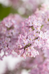Lilac flowers in bloom – macro photo of spring purple petals with soft background