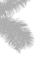 shadow overlay effects of realistic palm branch leaf shadow with light blur on transparent background,summer sunlight and shadow overlay effect,natural shadow of tropical plants