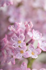 Lilac flowers in bloom – macro photo of spring purple petals with soft background