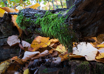 Branch of fallen tree covered with moss close up with dry leaves in autumn