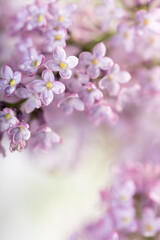 Lilac flowers in bloom – macro photo of spring purple petals with soft background