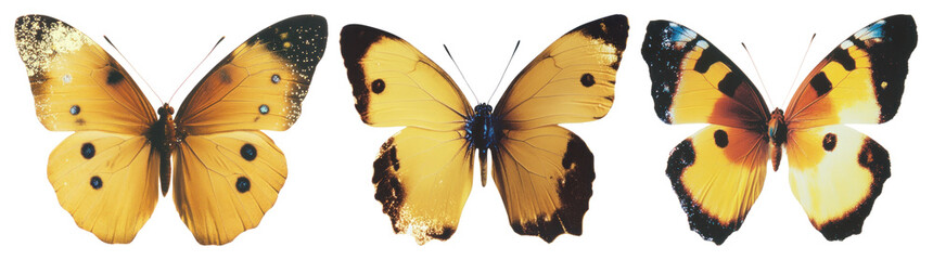 Fototapeta premium PNG Vibrant yellow butterflies in flight, element set on transparent background