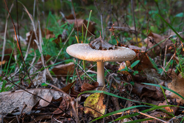Mushroom with dry leaf on cap in autumn close up, toadstool in sunlight in evening