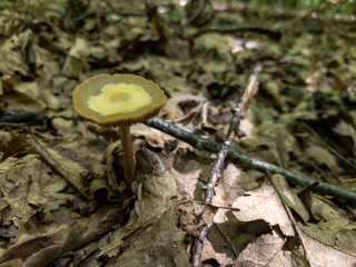 A small yellow mushroom on the ground in the woods