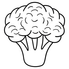 Hand drawn doodle broccoli on white background.