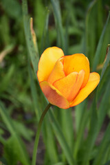 Lovely Orange Tulip Flower Blossom in Spring