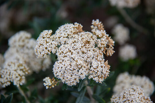 Little white flower bunch in focus