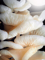 Mushroom in Tropical Rainforest for nature background.