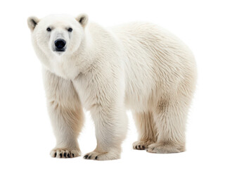 bear animal png wild bear png wildlife png forest animal png large mammal png brown bear png animal png transparent background image