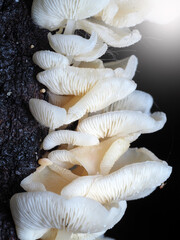 Mushroom in Tropical Rainforest for nature background.