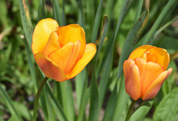 Close Up Look at the Petals of Two Orange Tulips