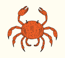 crab hand drawn vector illustration isolated on white background