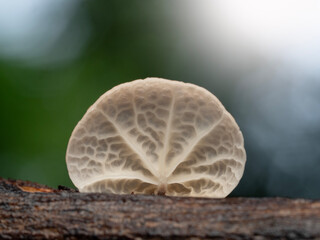 Mushroom in Tropical Rainforest for nature background.