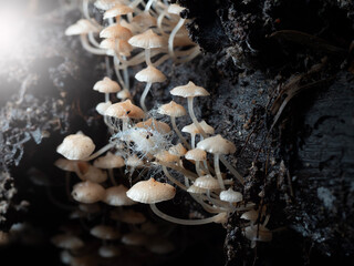 Mushroom in Tropical Rainforest for nature background.