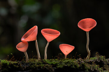 Mushroom in Tropical Rainforest for nature background.